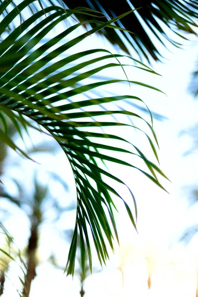 Branches de palmier avec effet de lumière du soleil. Concept été, vacances et voyage avec espace de copie. Des palmiers sur le ciel bleu. Contexte pour la conception. Vue sur la jungle tropicale — Photo