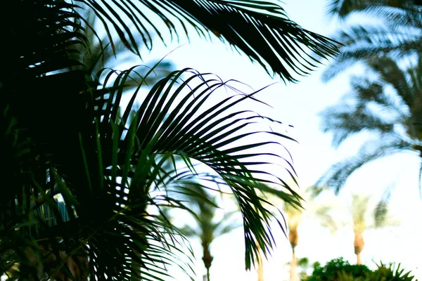 Håndflaten grener med sollyseffekt. Sommer, ferie og reisekonsept med kopiplass. Palmetrær over blå himmel. Bakgrunn for design. Tropisk jungelutsikt – stockfoto