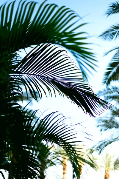 Пальмовые ветви с эффектом солнечного света. Концепция лета, отпуска и путешествия с пространством для копирования. Пальмы над синим небом. Предпосылки для дизайна. Вид на тропические джунгли — стоковое фото