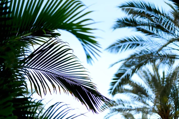 Ramos de palma com efeito de luz solar. Verão, férias e conceito de viagem com espaço de cópia. Palmeiras sobre céu azul. Fundo para o projeto. Vista tropical da selva — Fotografia de Stock