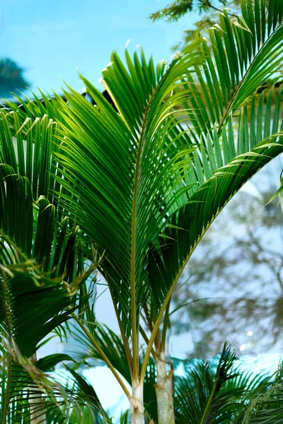 Arrière-plan tropical de palmiers verts. Concept été, vacances et voyage avec espace de copie. Feuilles et branches de palmier . — Photo