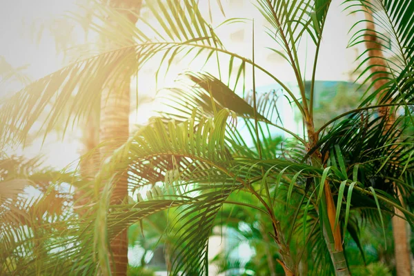 Tropisch groene palm bomen achtergrond. Zon licht effect en zonnige bokeh. Zomer, vakantie en reizen concept met kopie ruimte. Palmbladeren en takken. — Stockfoto