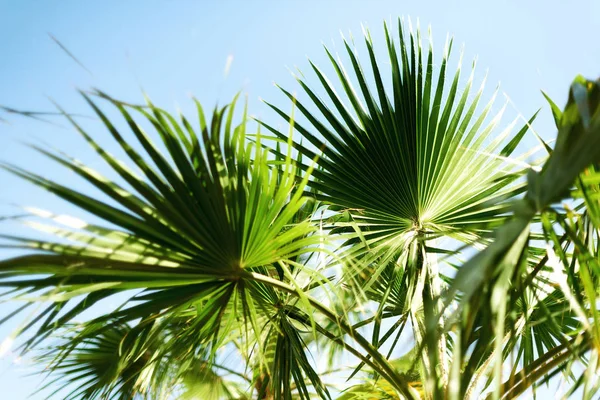 Palmiers contre ciel bleu avec des lumières du soleil. Fond tropical avec copysapce. Concept été, vacances et voyage avec espace de copie . — Photo