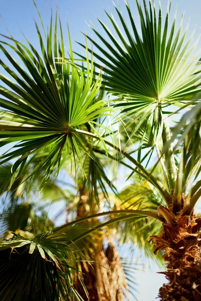 Palmiers contre ciel bleu avec des lumières du soleil. Fond tropical avec copysapce. Concept été, vacances et voyage avec espace de copie . — Photo