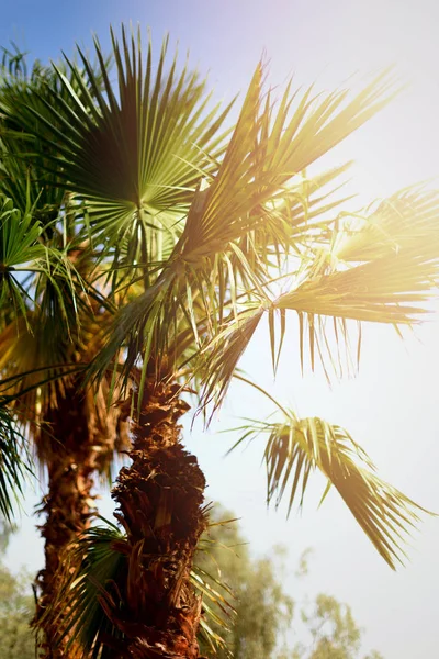 Palmbomen tegen blauwe hemel met zon verlichting. Tropische achtergrond met copysapce. Zomer, vakantie en reizen concept met kopie ruimte. — Stockfoto