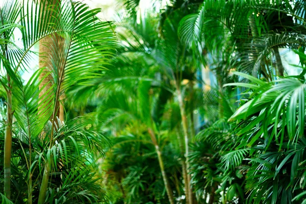 Des palmiers sur le ciel bleu. Concept été, vacances et voyage avec espace de copie. branches de palmier avec effet de lumière du soleil. Contexte pour la conception. Vue sur la jungle tropicale — Photo