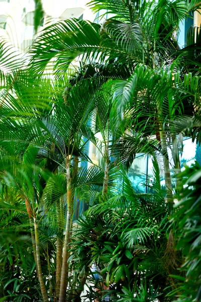 Des palmiers sur le ciel bleu. Concept été, vacances et voyage avec espace de copie. branches de palmier avec effet de lumière du soleil. Contexte pour la conception. Vue sur la jungle tropicale — Photo