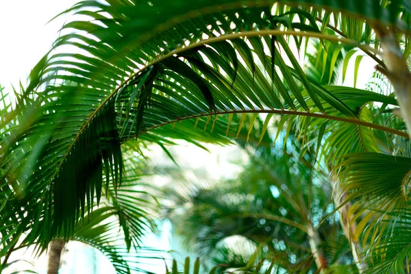 Des palmiers sur le ciel bleu. Concept été, vacances et voyage avec espace de copie. branches de palmier avec effet de lumière du soleil. Contexte pour la conception. Vue sur la jungle tropicale — Photo