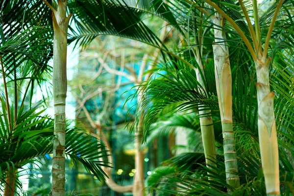 青い空にヤシの木。夏、休日や旅行コンセプト コピー スペース。太陽光の効果とヤシの枝。デザインの背景。熱帯のジャングル ビュー — ストック写真