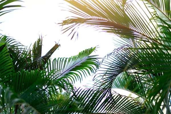 Des palmiers sur le ciel bleu. Concept été, vacances et voyage avec espace de copie. branches de palmier avec effet de lumière du soleil. Contexte pour la conception. Vue sur la jungle tropicale — Photo