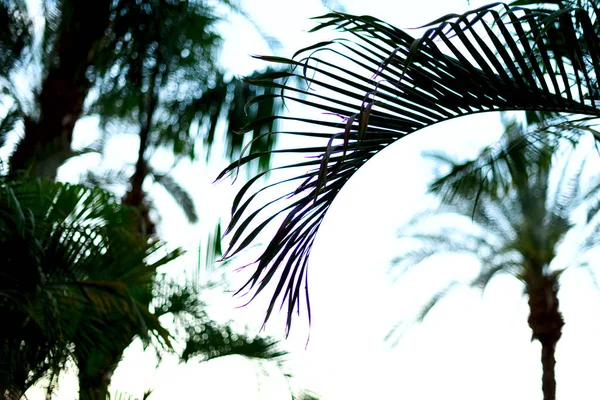 Palmeras sobre el cielo azul. Concepto de verano, vacaciones y viajes con espacio para copias. Ramas de palma con efecto de luz solar. Fondo para el diseño. Vista de la selva tropical — Foto de Stock