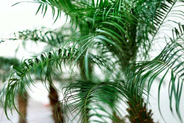 Palmeras sobre el cielo azul. Concepto de verano, vacaciones y viajes con espacio para copias. Ramas de palma con efecto de luz solar. Fondo para el diseño. Vista de la selva tropical — Foto de Stock