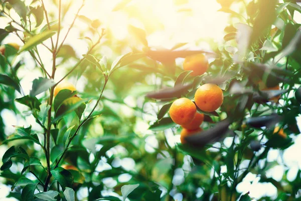 Naranjo con frutas enteras. Naranjas frescas en rama con hojas verdes, efecto de luz solar. Concepto de verano. Copiar espacio — Foto de Stock