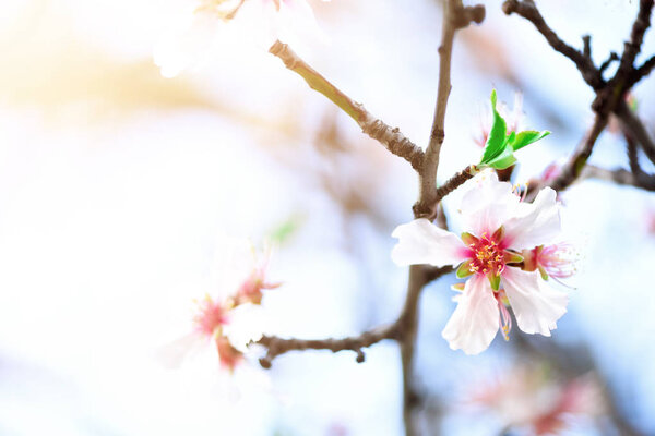 Flowering almond tree. Blooming almond flower. Blossom spring day. Copy space