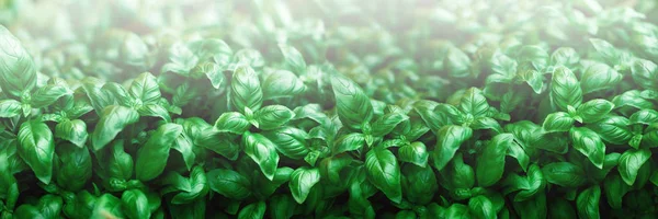 Fresh basil background. Green banner. Food and clean eating concept. Copy space. Sunlight toned