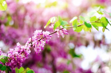 Çiçek açan Erguvan. Cercis siliquastrum, canadensis, Doğu Erguvan. Çiçeği pembe çiçekler dalda sunlights. Bahar ve yaz konsepti, güneşli bir gün. Kopya alanı