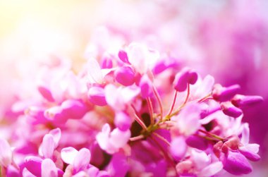 Makro Doğu Erguvan ağaçlarının. Çiçek açan Erguvan. Cercis siliquastrum, canadensis. Pembe çiçekler banch. Yaz ve bahar kavramı, kopya alanı