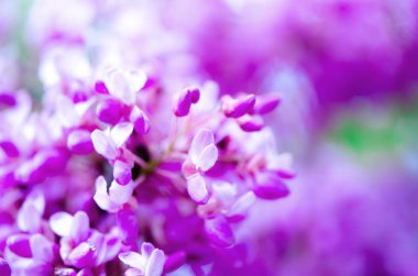 Makro Doğu Erguvan ağaçlarının. Çiçek açan Erguvan. Cercis siliquastrum, canadensis. Pembe çiçekler banch. Yaz ve bahar kavramı, kopya alanı
