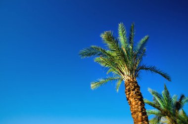 Açık mavi gökyüzü üzerinde yeşil tropikal palmiye ağaçları. Yaz ve seyahat kavramı. Tatil arka plan. Palmiye yaprakları ve dalları doku kopya alanı ile