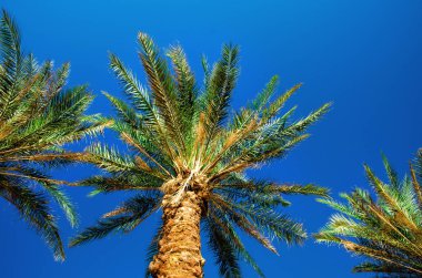 Açık mavi gökyüzü üzerinde yeşil tropikal palmiye ağaçları. Yaz ve seyahat kavramı. Tatil arka plan. Palmiye yaprakları ve dalları doku kopya alanı ile