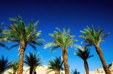 Açık mavi gökyüzü üzerinde yeşil tropikal palmiye ağaçları. Yaz ve seyahat kavramı. Tatil arka plan. Palmiye yaprakları ve dalları doku kopya alanı ile