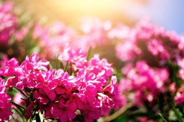 Çiçek açan pembe zakkum çiçekleri ya da bahçede neryum. Seçici odaklanma. Uzayı kopyala Çiçek açan bahar, egzotik yaz, güneşli kadın günü konsepti.