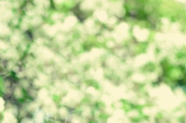 Arka plan. Bulanık bokeh kiraz çiçeği çiçek. Paskalya ve çiçek açan kavramı. Güneş ışınları, kopya alanı ile bahar çiçekleri.