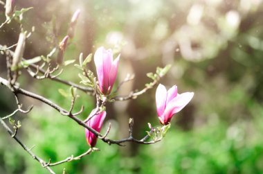 Çiçek açan Manolya ağacı bahar güneşin ışınları. Seçici odak. Uzay kopyalayın. Paskalya, çiçeği bahar, güneşli kadın gün kavramı. Pembe mor Manolya çiçek.