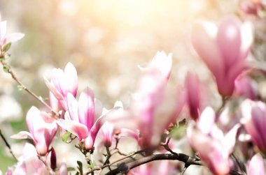 Blooming magnolia tree in the spring sun rays. Selective focus. Copy space. Easter, blossom spring, sunny woman day concept. Pink purple magnolia flowers. clipart