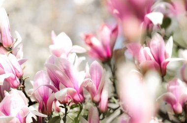 Çiçek açan Manolya ağacı bahar güneşin ışınları. Seçici odak. Uzay kopyalayın. Paskalya, çiçeği bahar, güneşli kadın gün kavramı. Pembe mor Manolya çiçek.