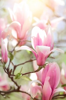 Çiçek açan Manolya ağacı bahar güneşin ışınları. Seçici odak. Uzay kopyalayın. Paskalya, çiçeği bahar, güneşli kadın gün kavramı. Pembe mor Manolya çiçek.