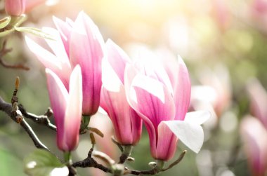 Blooming magnolia tree in the spring sun rays. Selective focus. Copy space. Easter, blossom spring, sunny woman day concept. Pink purple magnolia flowers. clipart