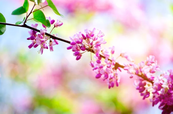 Blooming Judas tree. Cercis siliquastrum, canadensis, Eastern redbud. Blossom pink flowers branch in sunlights. Spring and summer concept, sunny day. Copy space