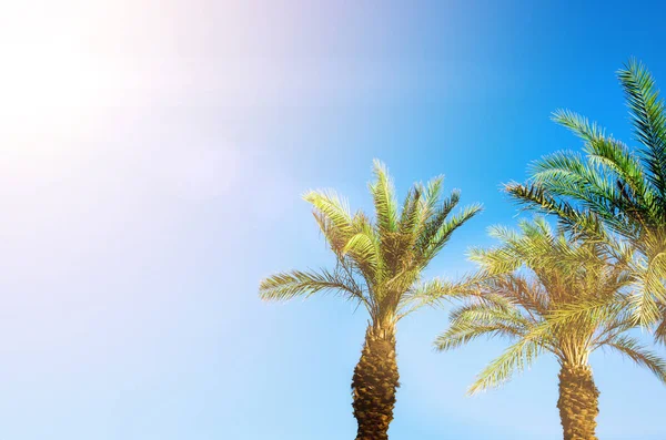 Palmiers tropicaux verts sur ciel bleu clair. Concept été et voyage. Fond de vacances. Feuilles de palmier et texture des branches avec espace de copie — Photo