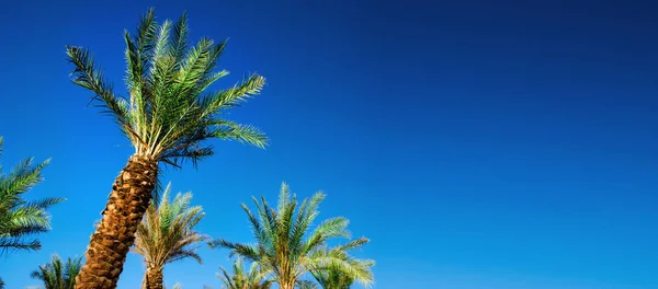 Palmeras tropicales verdes sobre cielo azul claro. Concepto de verano y viajes. Fondo de vacaciones. Hojas de palma y ramas textura con espacio de copia. Banner . — Foto de Stock