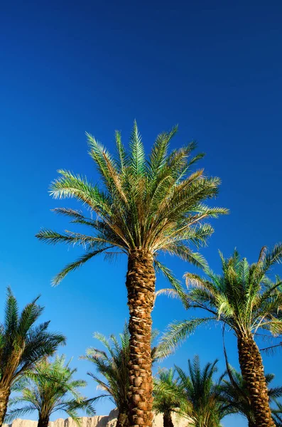 Palmeras tropicales verdes sobre cielo azul claro. Concepto de verano y viajes. Fondo de vacaciones. Textura de hojas de palma y ramas con espacio de copia — Foto de Stock