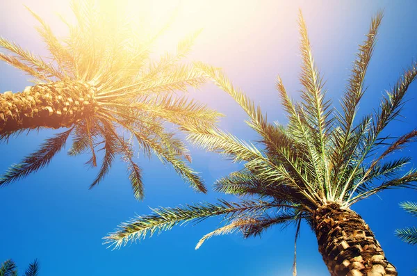 Palmeras tropicales verdes sobre cielo azul claro. Concepto de verano y viajes. Fondo de vacaciones. Textura de hojas de palma y ramas con espacio de copia . —  Fotos de Stock
