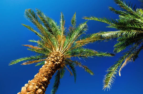 Palmeras tropicales verdes sobre cielo azul claro. Concepto de verano y viajes. Fondo de vacaciones. Textura de hojas de palma y ramas con espacio de copia — Foto de Stock