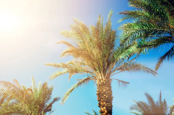 Palmeras tropicales verdes sobre cielo azul claro. Concepto de verano y viajes. Fondo de vacaciones. Textura de hojas de palma y ramas con espacio de copia . —  Fotos de Stock