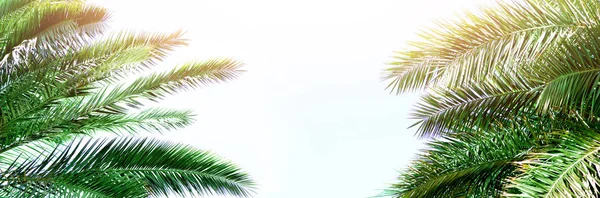 Tropisch groene palm bladeren en takken op blauwe hemel met kopie ruimte. Zonnige dag, zomer concept. Zon over palmbomen. Reizen, vakantie, achtergrond. Banner — Stockfoto