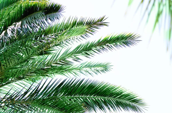 Feuilles et branches de palmier vert tropical sur ciel bleu avec espace de copie. Journée ensoleillée, concept d'été. Soleil sur les palmiers. Voyage, fond de vacances . — Photo