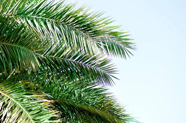 Tropisch groene palm bladeren en takken op blauwe hemel met kopie ruimte. Zonnige dag, zomer concept. Zon over palmbomen. Reizen, vakantie, achtergrond. — Stockfoto