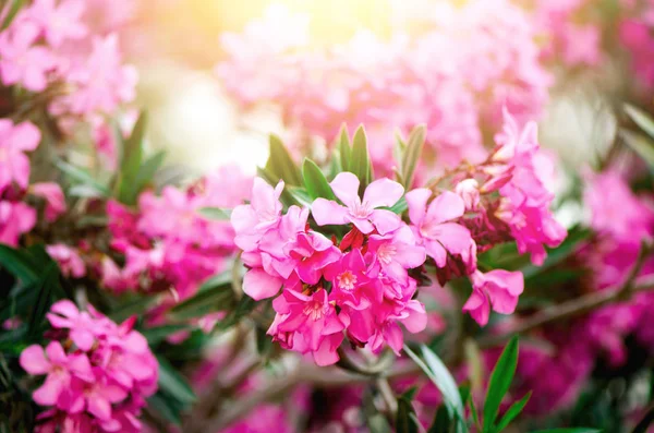 Blooming pink oleander flowers or nerium in garden. Selective focus. Copy space. Blossom spring, exotic summer, sunny woman day concept. — Stock Photo, Image