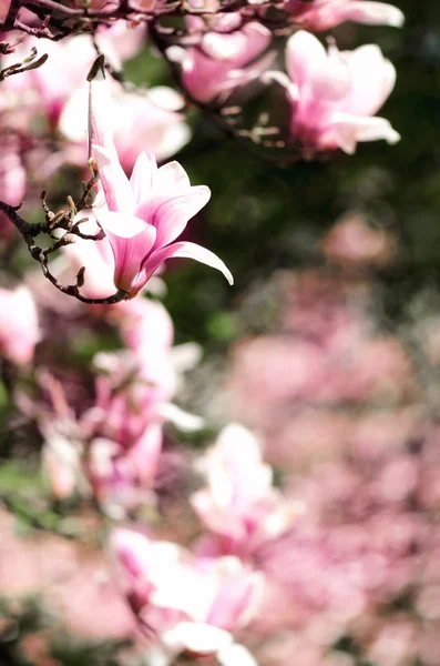 Ακτίνες ανθίζοντας δέντρο magnolia στον ήλιο την άνοιξη. Επιλεκτική εστίαση. Αντιγράψτε το χώρο. Πάσχα, άνθος άνοιξη, ηλιόλουστες γυναίκα ημέρα έννοια. Magnolia λουλούδια ροζ μωβ. — Φωτογραφία Αρχείου