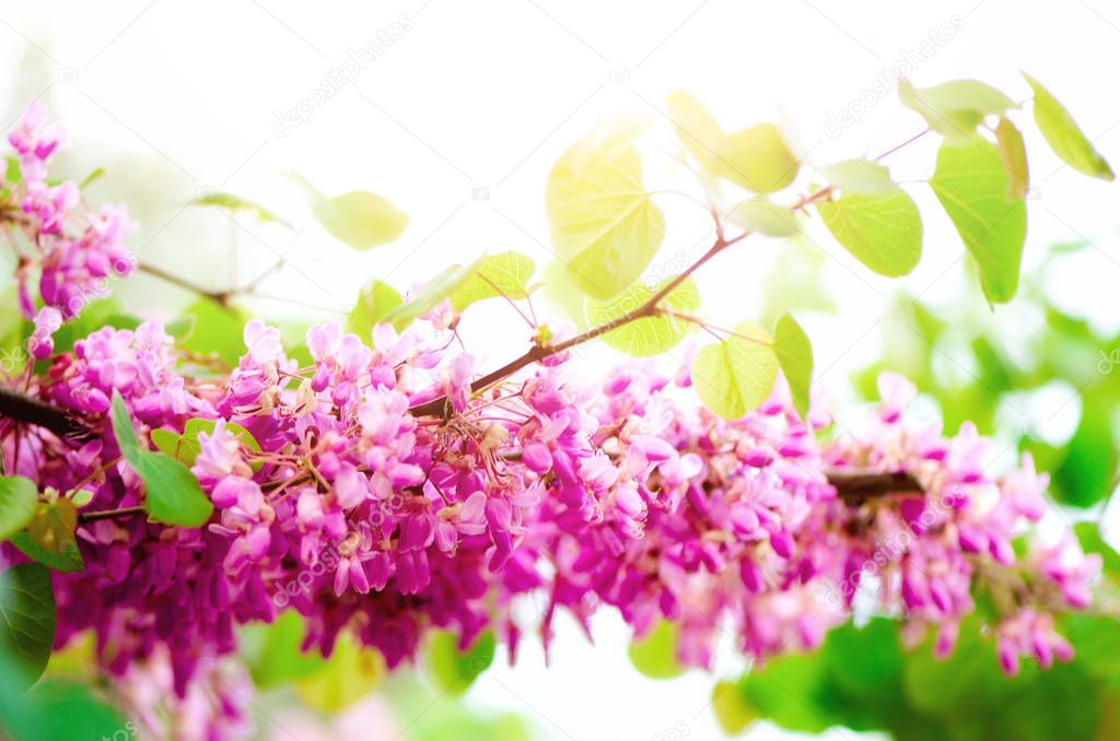 Blooming Judas tree. Cercis siliquastrum, canadensis, Eastern redbud. Blossom pink flowers branch in sunlights. Spring and summer concept, sunny day. Copy space