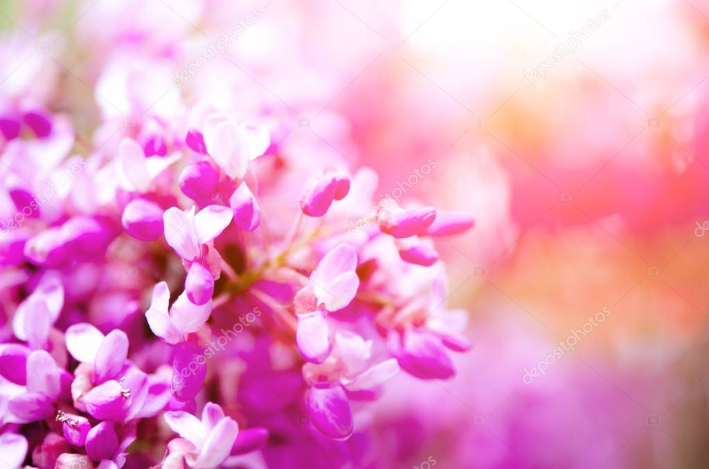 Macro of eastern redbud trees. Blooming Judas tree. Cercis siliquastrum, canadensis. Pink flowers banch. Summer and spring concept, copy space