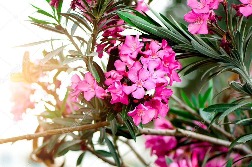 Blooming pink oleander flowers or nerium in garden. Selective focus. Copy space. Blossom spring, exotic summer, sunny woman day concept.