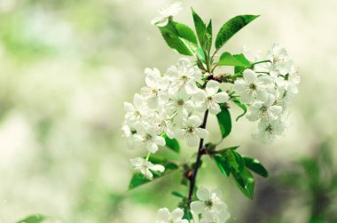 Çiçeği ağaç, Bahar doğa arka plan. Güneşli bir gün. Paskalya ve çiçek açan kavramı. Güneş ışınları, kopya alanı ile bahar çiçekleri.