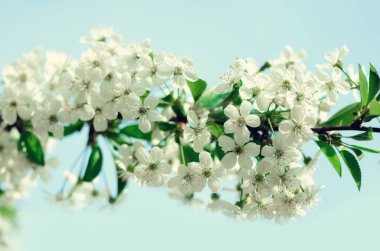 Çiçeği ağaç, Bahar doğa arka plan. Güneşli bir gün. Paskalya ve çiçek açan kavramı. Güneş ışınları, kopya alanı ile bahar çiçekleri.