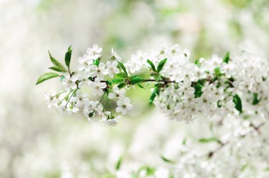 Çiçeği ağaç, Bahar doğa arka plan. Güneşli bir gün. Paskalya ve çiçek açan kavramı. Güneş ışınları, kopya alanı ile bahar çiçekleri.